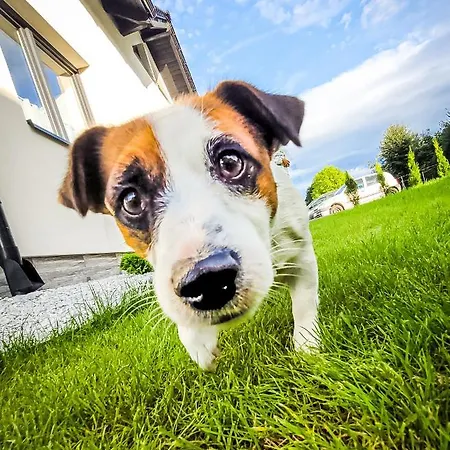 Szary W Karkonoszach Podgórzyn