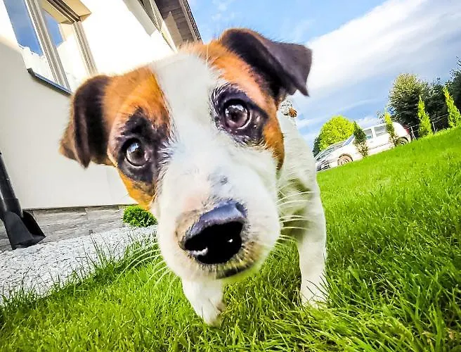 Szary W Karkonoszach Podgórzyn